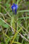 Gentiana pneumonanthe