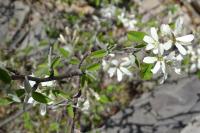 Amelanchier ovalis