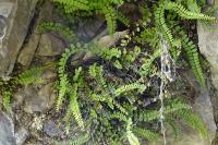 Asplenium trichomanes