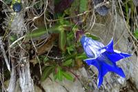 Gentiana acaulis