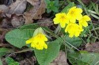 Primula veris