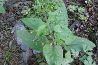 Scrophularia alpestris