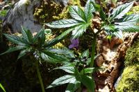 Cardamine pentaphyllos