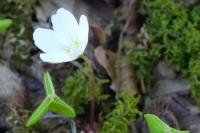 Oxalis acetosella