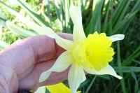 Narcissus bicolor