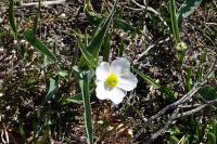 Ranunculus pyrenaeus
