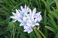 Tractema umbellata