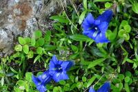 Gentiana acaulis