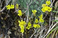 Saxifraga aretioides
