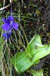 Pinguicula grandiflora