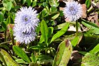 Globularia nudicaulis