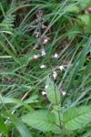 Circaea lutetiana