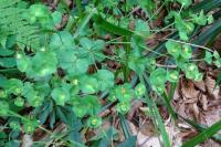 Euphorbia amygdaloides