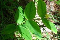 Hypericum androsaemum