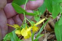 Hypericum richeri subsp. burseri