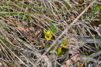 Ophrys lutea
