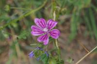 Malva sylvestris