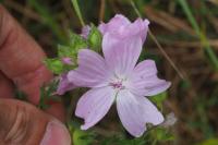Malva moschata