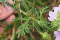 Malva moschata