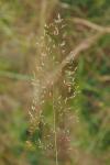 Agrostis capillaris
