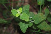 Teucrium scorodonia