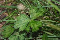 Ranunculus serpens
