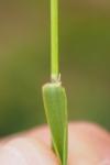 Agrostis capillaris