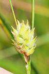 Carex hirta