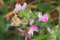 Ononis spinosa