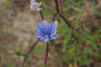 Cichorium intybus