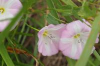 Convolvulus arvensis