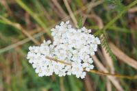 Achillea millefolium