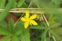 Hypericum humifusum