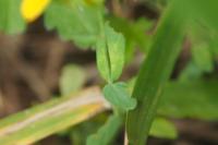 Hypericum humifusum