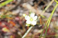 Drosera intermedia