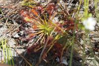 Drosera intermedia