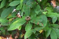 Crataegus germanica
