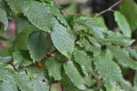 Carpinus betulus