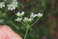 Torilis arvensis