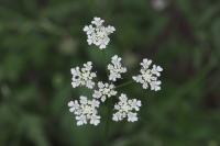 Torilis arvensis