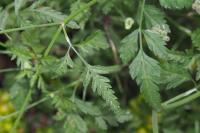 Torilis arvensis