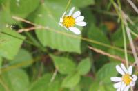 Leucanthemum vulgare