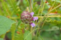 Prunella vulgaris