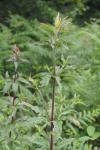 Eupatorium cannabinum