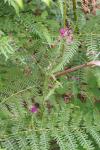 Cirsium palustre