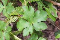 Sanicula europaea