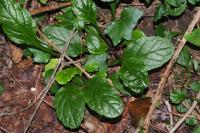 Ajuga reptans
