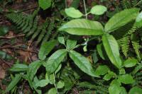 Lysimachia vulgaris