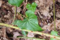 Dioscorea communis