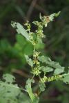 Rumex conglomeratus